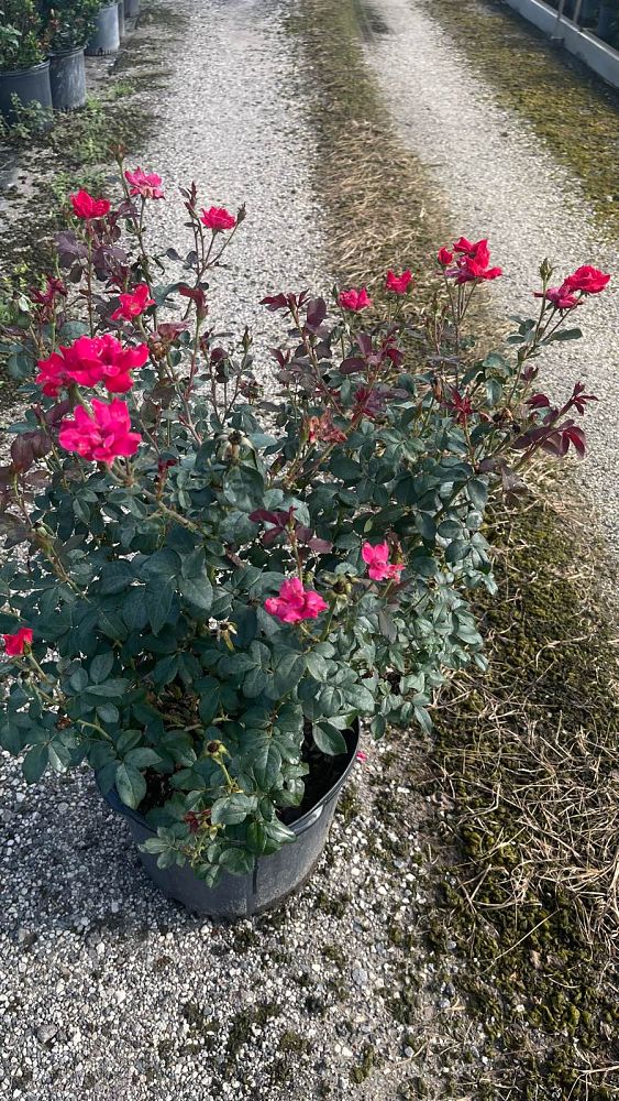 rosa-radtko-red-double-knock-out-rose