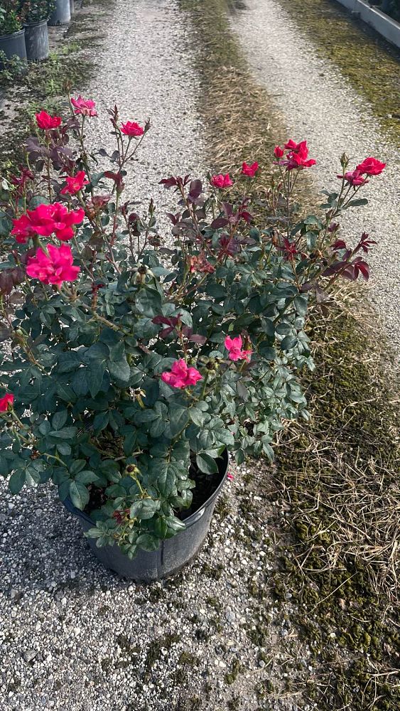 rosa-radtko-red-double-knock-out-rose