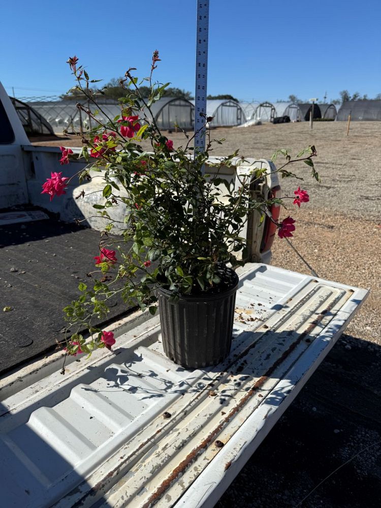 rosa-radtko-red-double-knock-out-rose