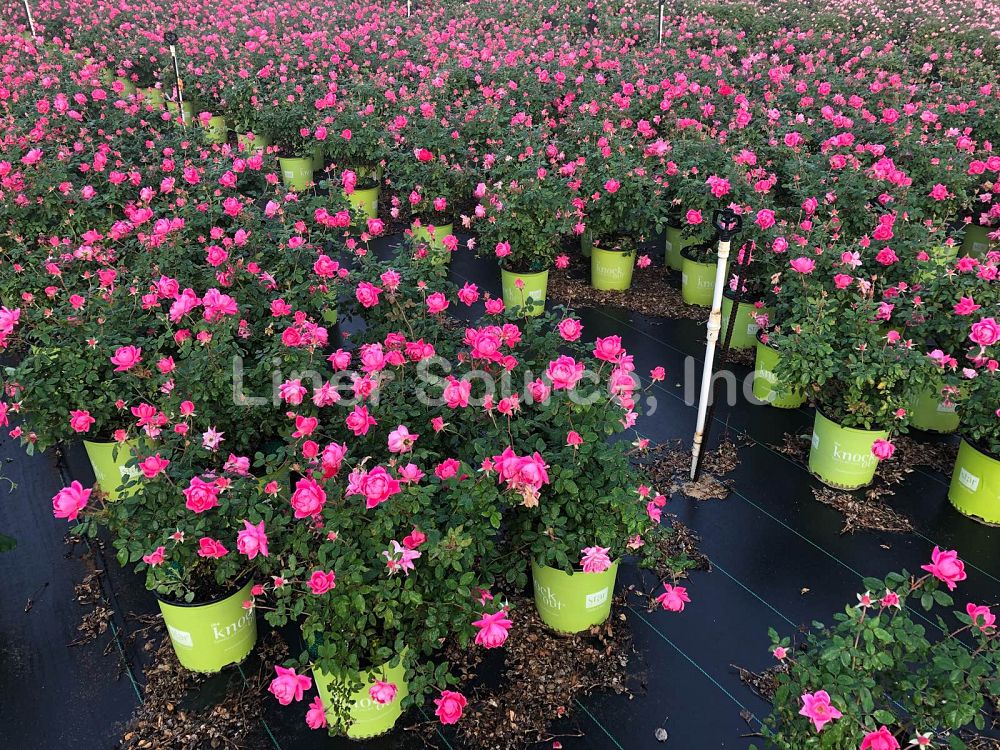 rosa-radtkopink-pink-double-knock-out-reg-rose