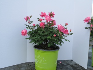 rosa-radtkopink-pink-double-knock-out-reg-rose