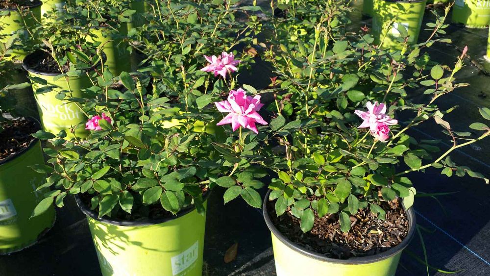 rosa-radtkopink-pink-double-knock-out-reg-rose