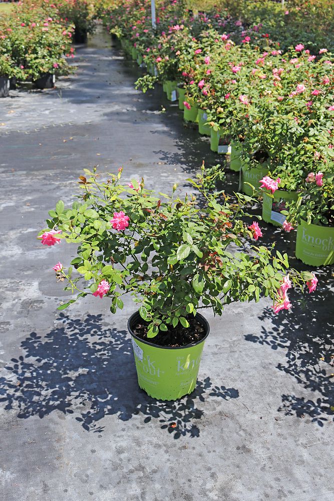 rosa-radtkopink-pink-double-knock-out-reg-rose