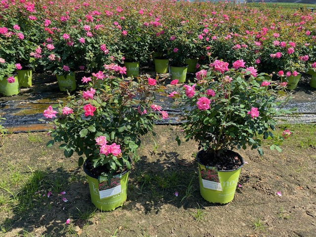 rosa-radtkopink-pink-double-knock-out-reg-rose