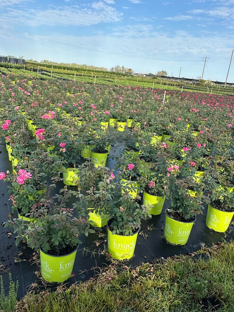 rosa-radtkopink-pink-double-knock-out-reg-rose