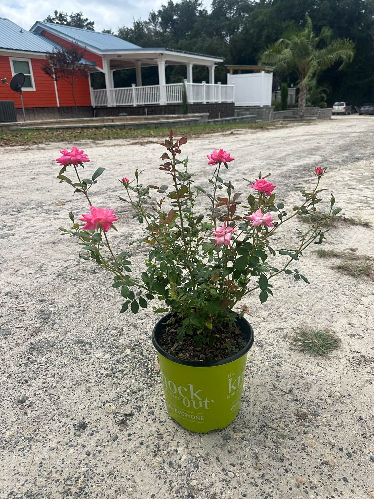 rosa-radtkopink-pink-double-knock-out-reg-rose