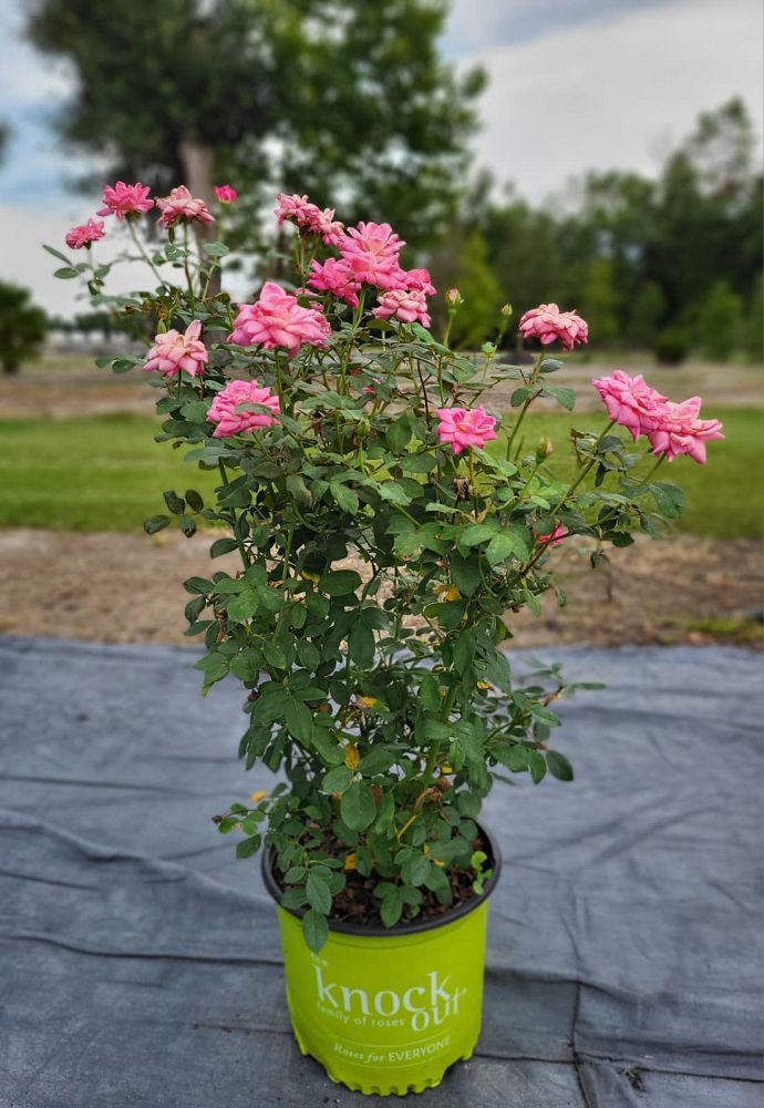 rosa-radtkopink-pink-double-knock-out-reg-rose