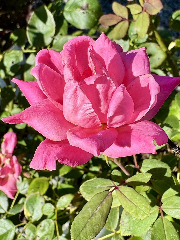 rosa-radtkopink-pink-double-knock-out-reg-rose