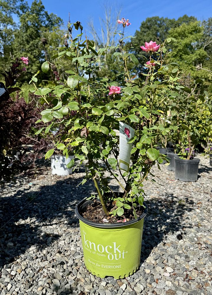rosa-radtkopink-pink-double-knock-out-reg-rose