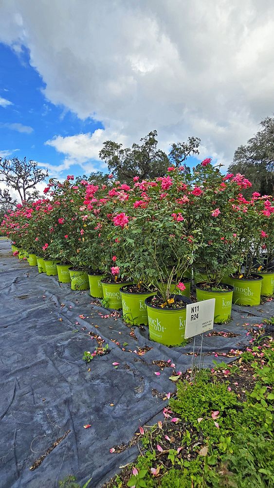 rosa-radtkopink-pink-double-knock-out-reg-rose