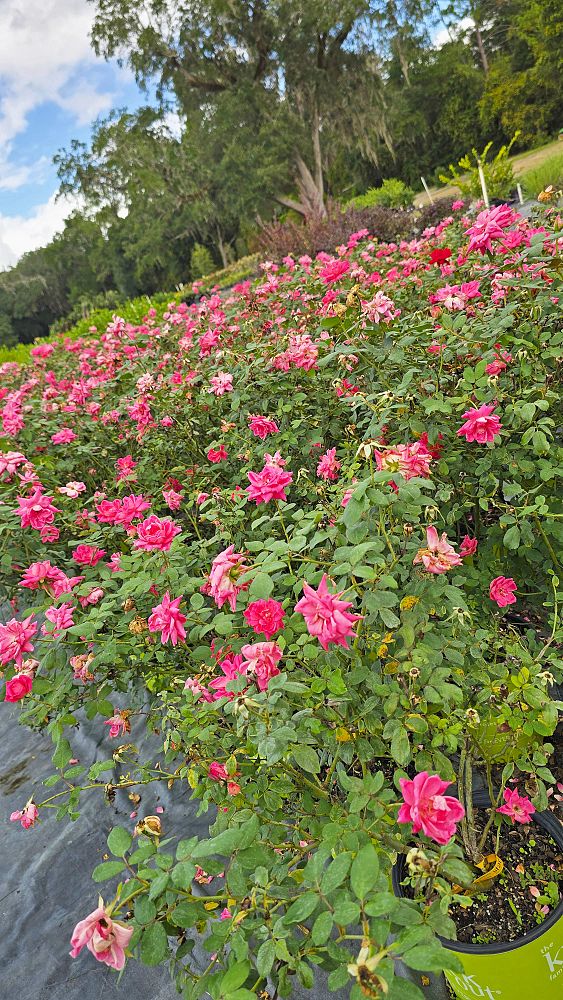 rosa-radtkopink-pink-double-knock-out-reg-rose