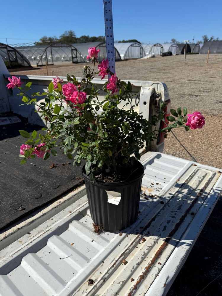 rosa-radtkopink-pink-double-knock-out-reg-rose