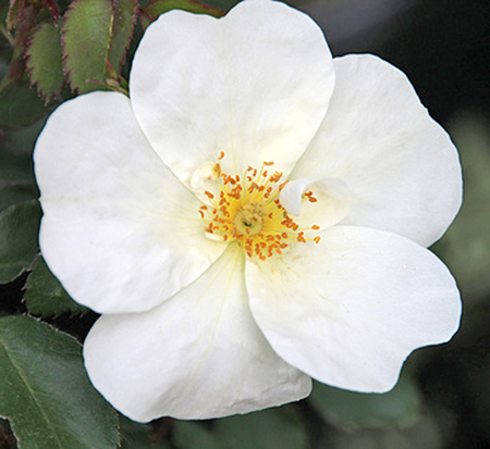 rosa-radwhite-white-knock-out-rose