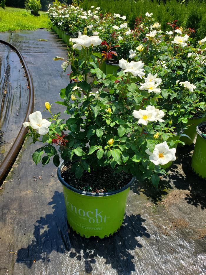 rosa-radwhite-white-knock-out-rose