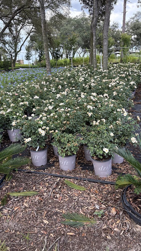 rosa-radwhite-white-knock-out-rose