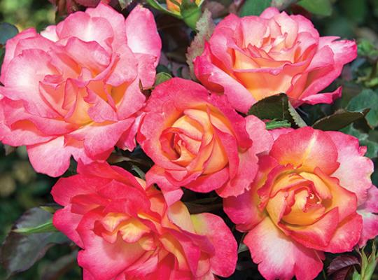 rosa-rainbow-sorbet-floribunda-rose