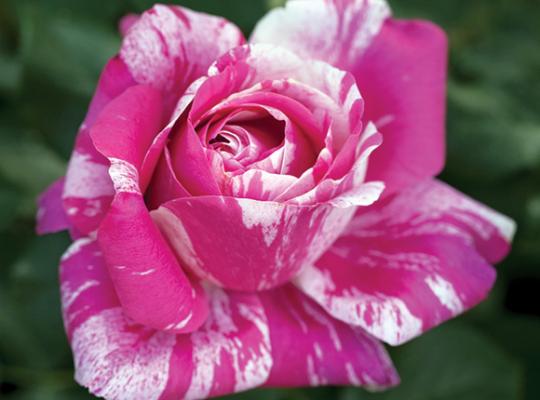 rosa-raspberry-cream-twirl-large-flowered-climbing-rose