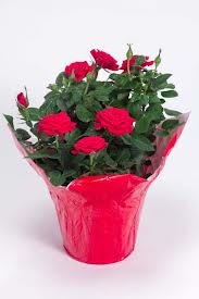rosa-red-miniature-rose