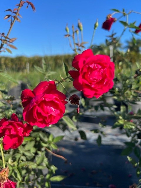 rosa-red-miniature-rose