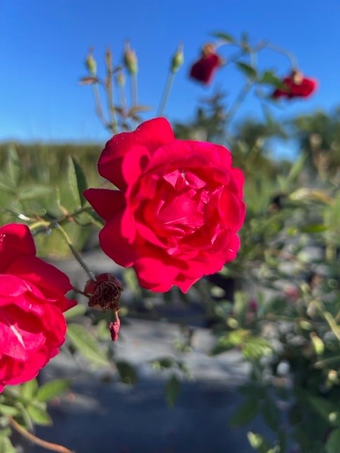 rosa-red-miniature-rose
