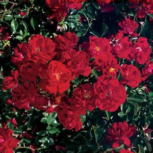 rosa-red-ribbons-rose