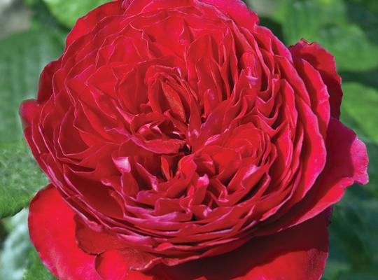 rosa-rouge-royale-hybrid-tea-rose