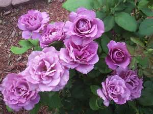 rosa-royal-amethyst-hybrid-tea-rose
