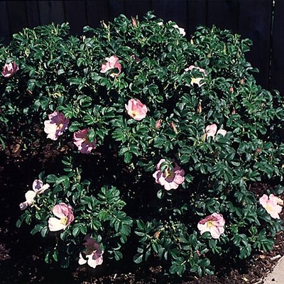 rosa-rugosa-frau-dagmar-hastrup-rugosa-rose