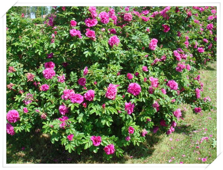 rosa-rugosa-hansa-rugosa-rose