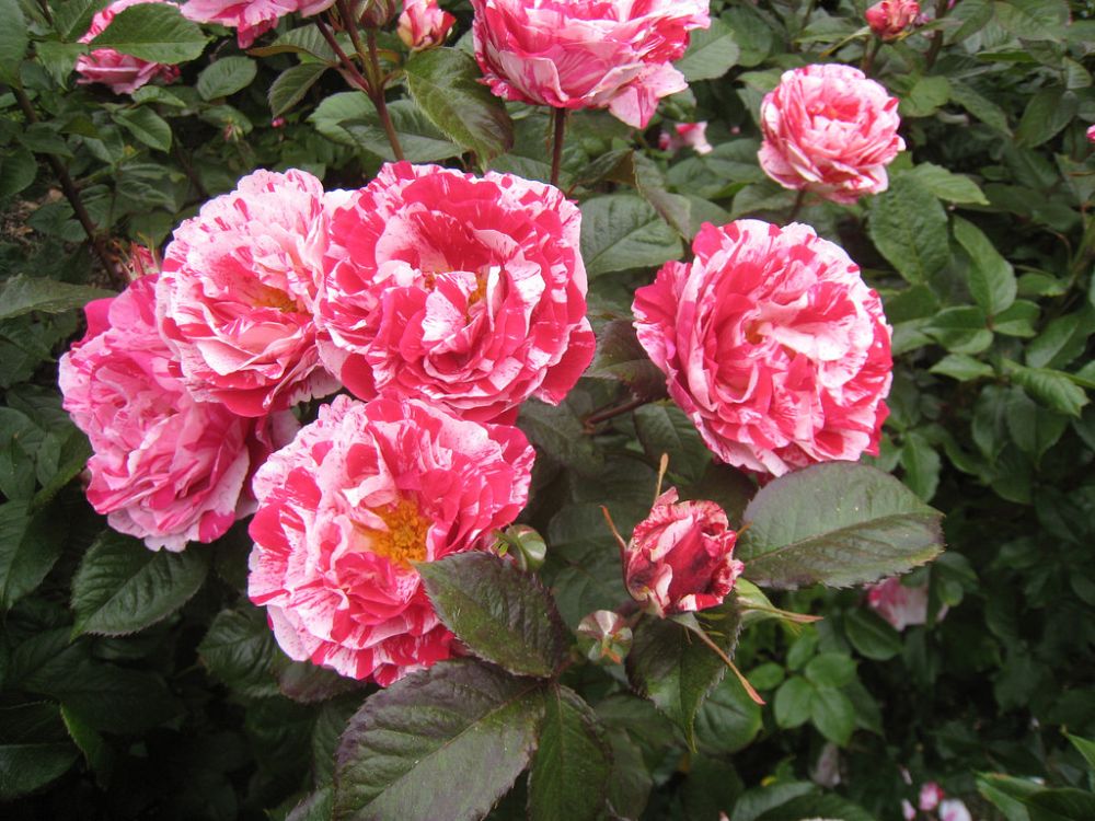 rosa-scentimental-floribunda-rose