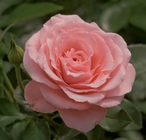 rosa-sexy-rexy-floribunda-rose