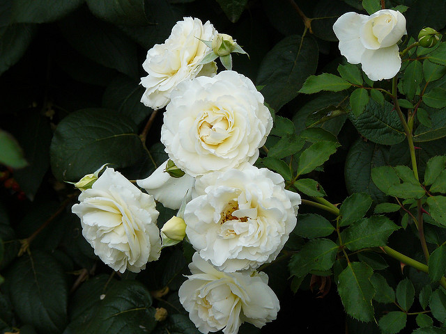 rosa-snowdrift-rambler-rose-hybrid-wichuriana