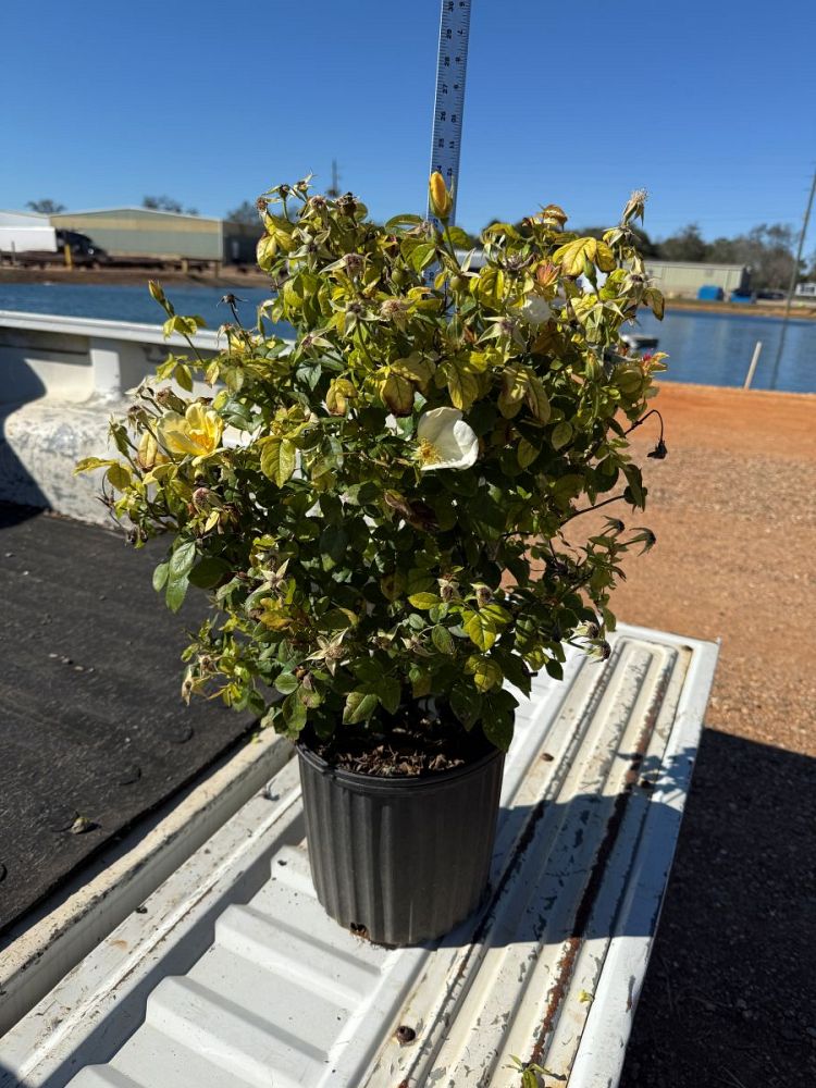 rosa-srpylwko-easy-bee-zy-knock-out-rose