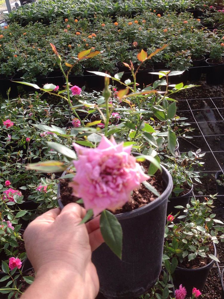 rosa-sunrosa-fragrant-pink-rose