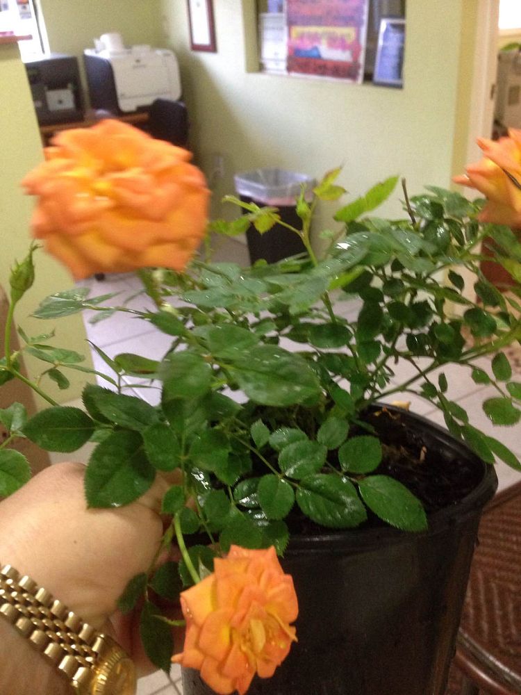 rosa-sunrosa-orange-delight-rose