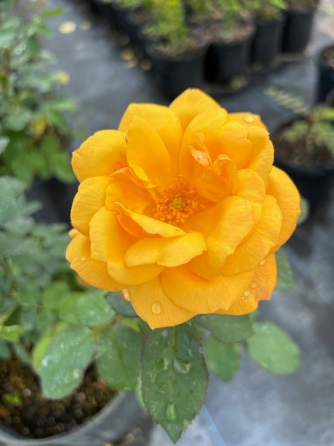rosa-sunrosa-orange-delight-rose
