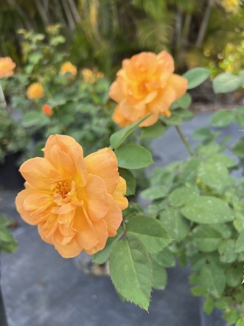 rosa-sunrosa-orange-delight-rose
