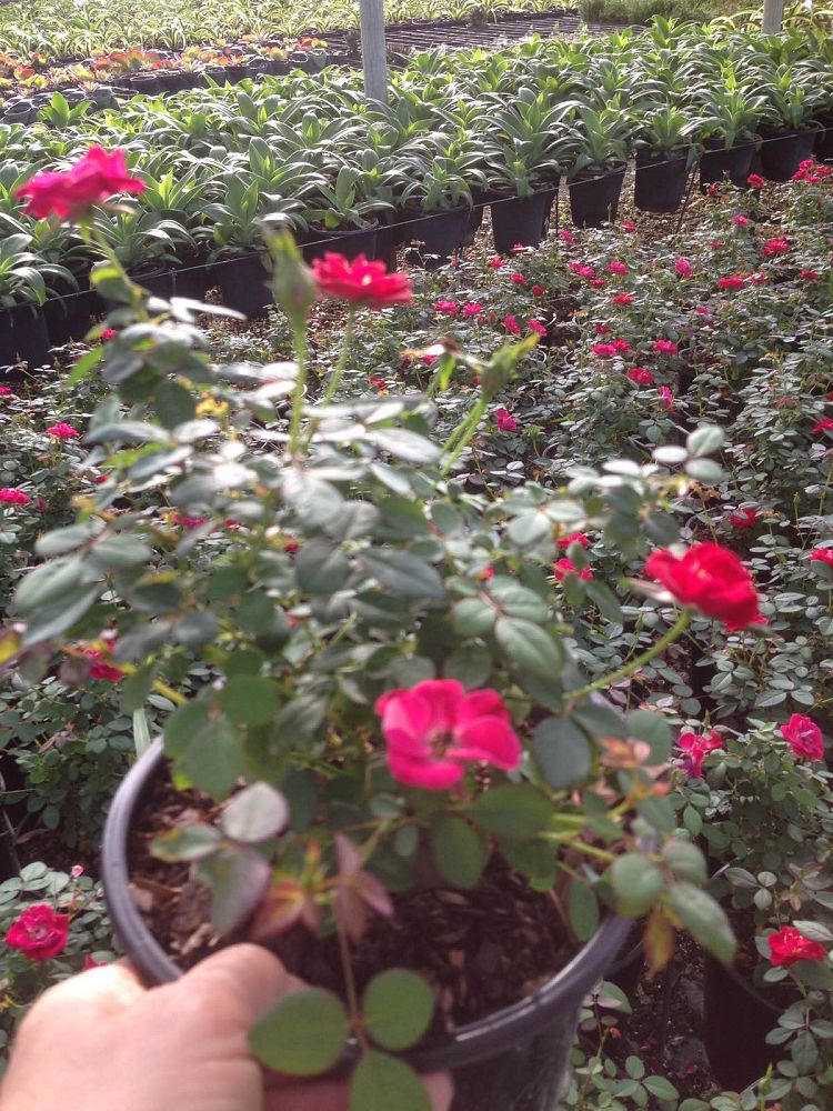 rosa-sunrosa-red-rose