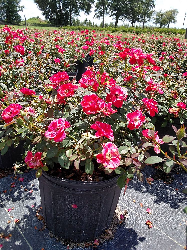 rosa-sunrosa-red-rose