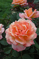 rosa-tahitian-sunset-rose