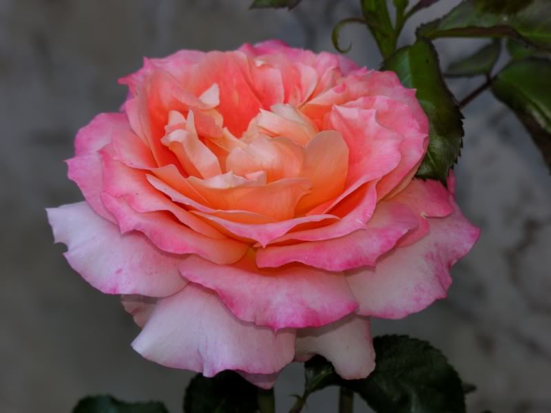 rosa-tangerine-streams-floribunda-rose