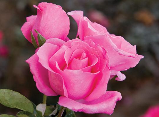rosa-the-mccartney-rose-hybrid-tea-rose