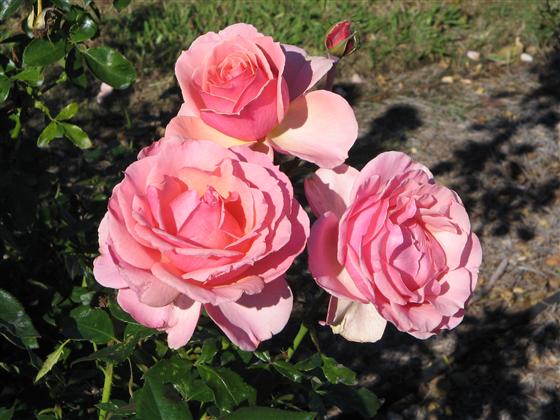 rosa-tournament-of-roses-rose