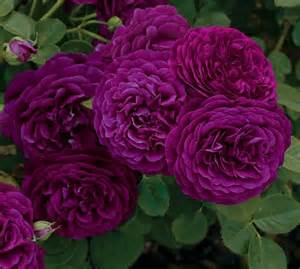 rosa-twilight-zone-grandiflora-rose