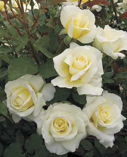 rosa-wekdidusinra-weeks-rose-white-licorice