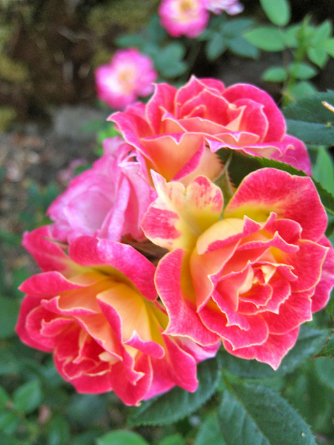 rosa-wekglezneo-weeks-rose-tiddly-winks