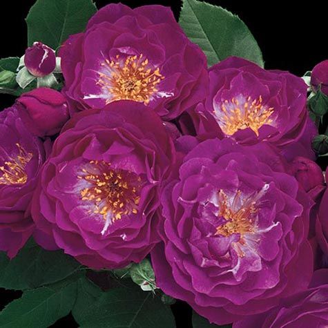 rosa-wild-blue-yonder-grandiflora-rose