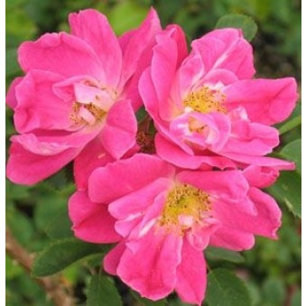 rosa-william-baffin-rose