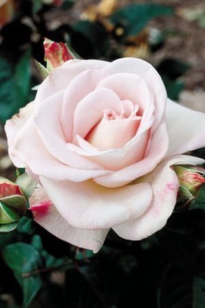 rosa-world-war-ii-memorial-rose-hybrid-tea-rose