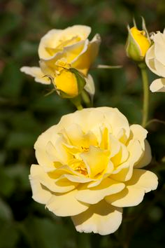 rosa-yellow-submarine-shrub-rose